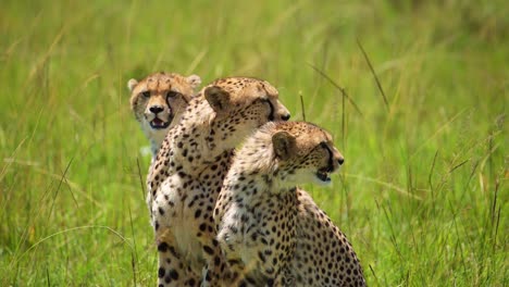 3 guepardos girando la cabeza y buscando presa, cazando en manada, trabajo en equipo, vida silvestre africana en la reserva nacional de maasai mara, kenia, animales de safari de áfrica