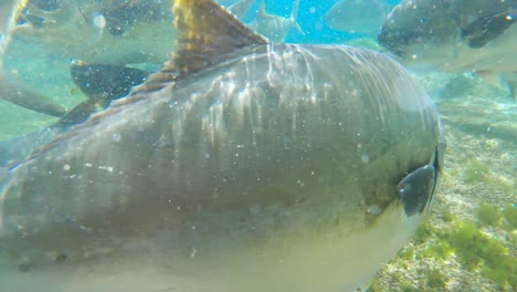 a close up shot of a school of pompano fish swimming inquisitively around an aquarium tank, durban, south africa