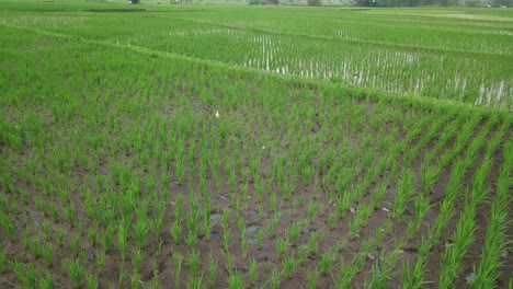 orbit shot of a bird ardeidae on the mud in the middle of rice field