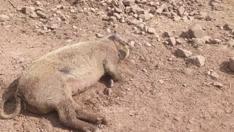 female hungarian mangalica pig resting on dirt and stones