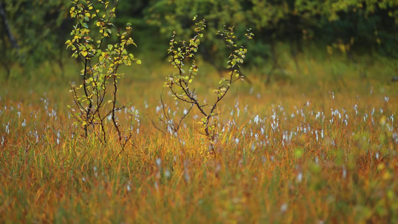 abedules en miniatura y hierba de algodón suave en los humedales de la tundra de otoño