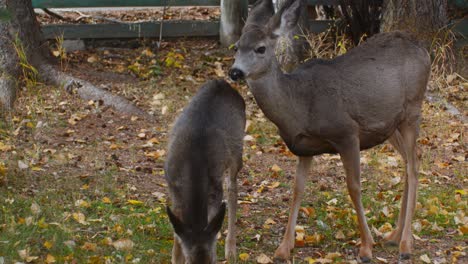 deer mother and fawn grazing at autumn