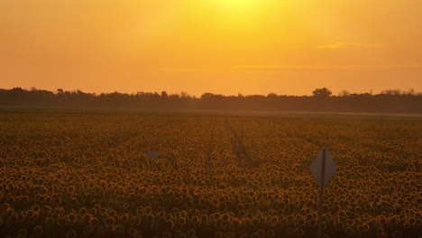 Campo-De-Girasol-De-Brillo-Cálido-Durante-El-Empuje-Del-Amanecer