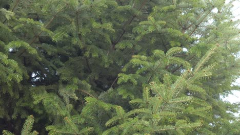 water drops from branches of spruce pine after rain