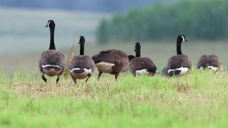 a small group of wild canadian geese feeding in a grass field