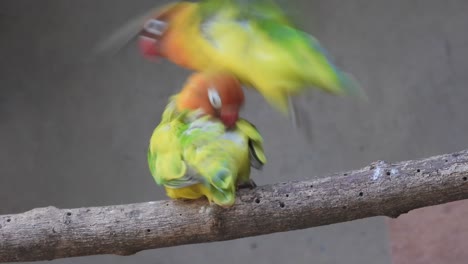 tunny green parrots are playing each other sitting the tree branch