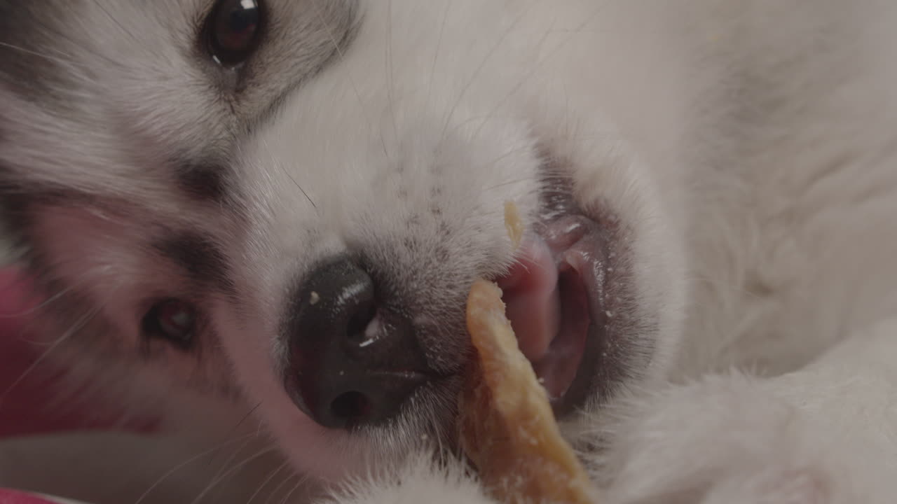 Sibirisk husky-hvalp spiser et kødben.