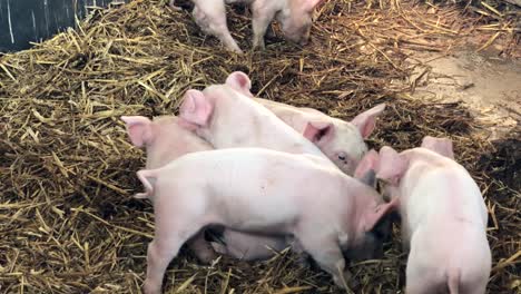 A-group-of-piglets-playing-in-straw,-on-a-farm-|-Edinburgh,-Scotland-|-HD-at-60-fps