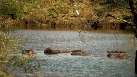 Plano-General-De-Un-Pozo-De-Agua-Africano-Lleno-De-Una-Manada-De-Hipopótamos-Vadeando-En-El-Río-Rodeado-De-Vegetación-Y-Una-Garza-Sentada-En-La-Orilla-Del-Río