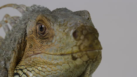 green iguana stares towards camera - close up on eye - isolated on white background