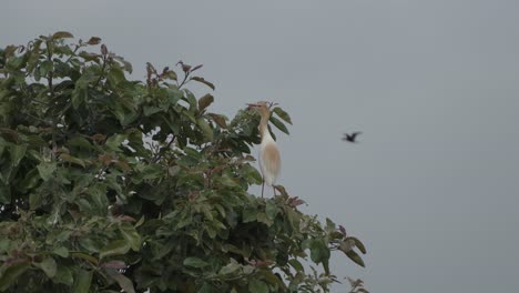 el ganado y la cigüeña están sentados en todo el árbol