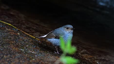 Dieser-Weibliche-Rotschwänzchen-Ist-Nicht-So-Farbenfroh-Wie-Das-Männchen,-Aber-Sicher-So-Flauschig-Wie-Ein-Knäuel-Eines-Niedlichen-Vogels