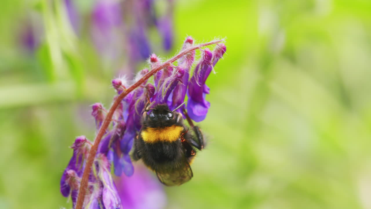abejorro en busca de néctar en la flor en un día ventoso y soleado en el jardín