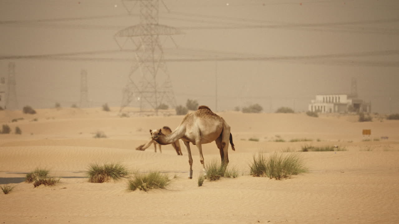 camellos en el desierto