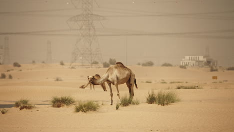 camels in the desert