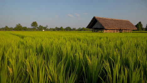 green rice paddy field with traditional hut