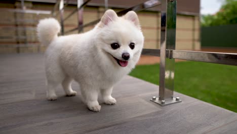 camera finds a cute little white pomeranian spitz puppy standing on the terrace.