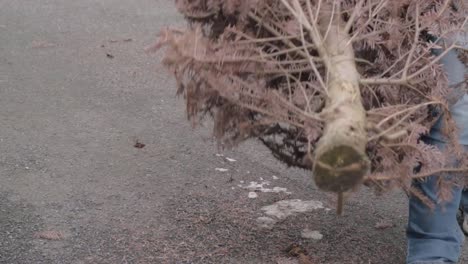 woman moving dead christmas tree for collection and recycling-1