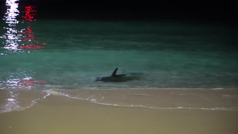 delfines jugando de noche en tangalooma resort moreton island