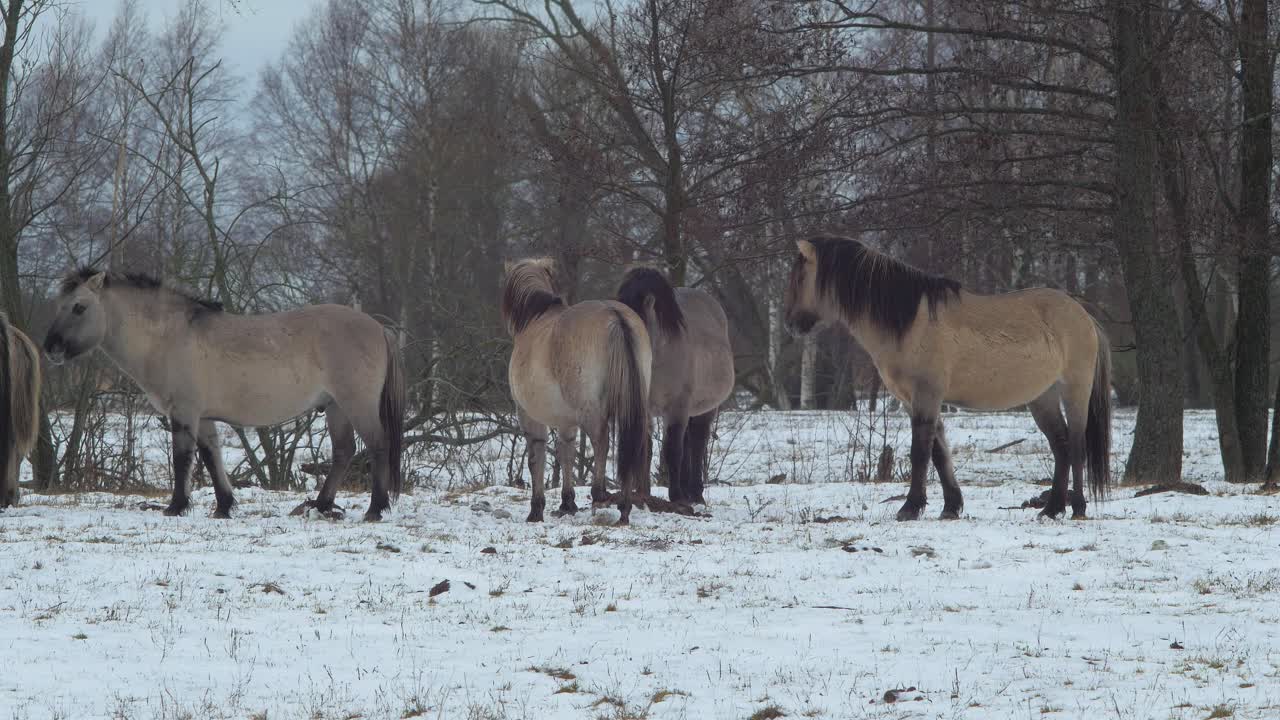 grupo de caballos salvajes en un campo cubierto de nieve en un día nublado de invierno, plano medio