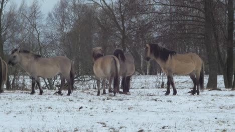 Grupo-De-Caballos-Salvajes-En-Un-Campo-Cubierto-De-Nieve-En-Un-Día-Nublado-De-Invierno,-Plano-Medio