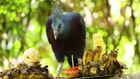 una paloma de corona azul que se alimenta de frutas y maíz