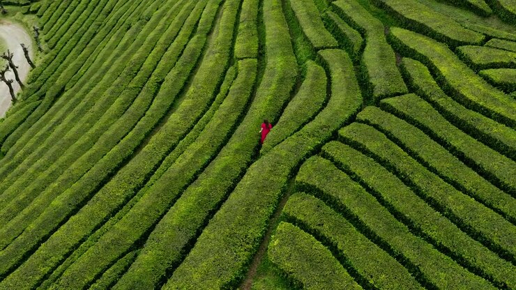 Woman In Red Dress Walking Through Rolling Rows Of Tea Bushes On The Island Of São Miguel In The Azores, Portugal. Aerial Shot