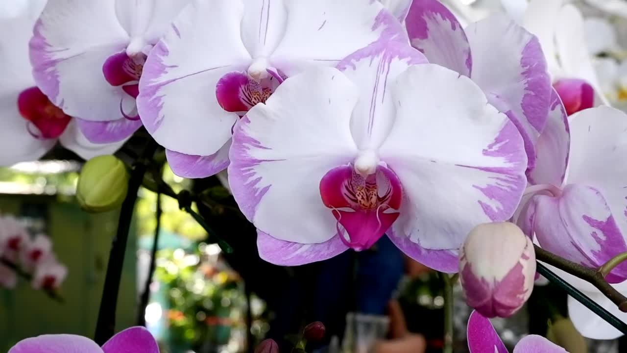 Detailed view of purple and white orchids with buds in a lush setting.