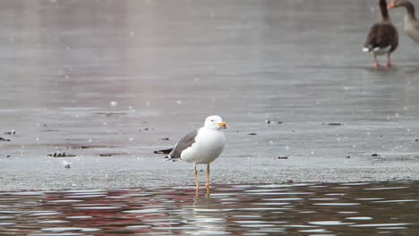 Eine-Möwe-Thront-Auf-Dem-Eis-Auf-Einem-Zugefrorenen-See