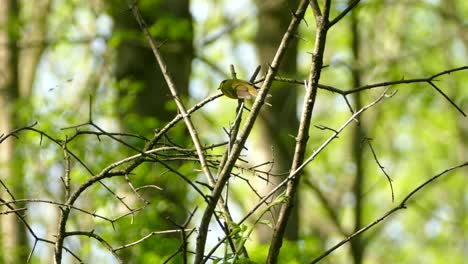 yellow hooded warbler bird alone in tree branches in natural habitat, static