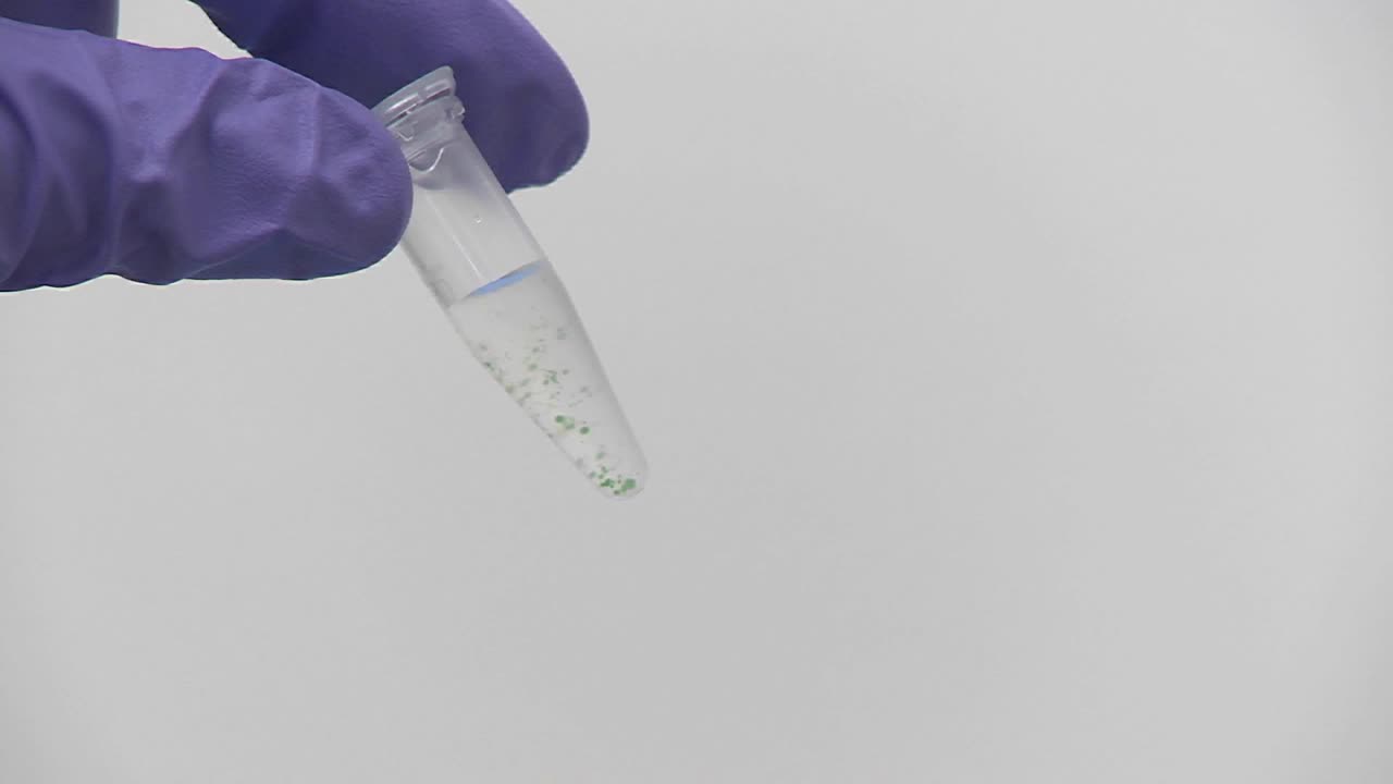 las yemas de los dedos con guantes morados agitan un pequeño tubo de ensayo que contiene algas cianobacterias