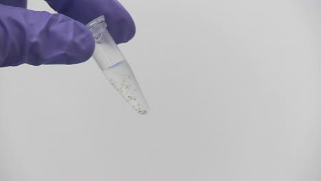 las yemas de los dedos con guantes morados agitan un pequeño tubo de ensayo que contiene algas cianobacterias