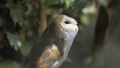 cute barn owl turning its head around and looking up with trees in the background