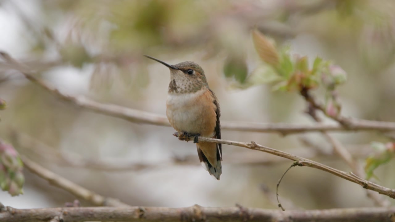 Colibrì femmina posato su un ramo d'albero, primo piano