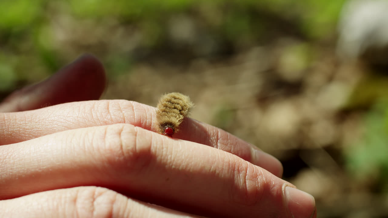 Caterpillar on a hand