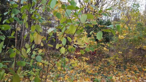 Panorámica-Lenta-Hacia-La-Derecha-En-Berlín-Alemania-Naturaleza-Hojas-Muertas-árboles-Colores-Del-Otoño-Hd-30-Fps-7-Segundos