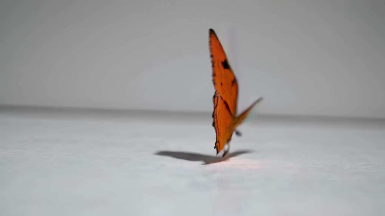 Close-up video of a butterfly in mid-flight, captured from a side angle