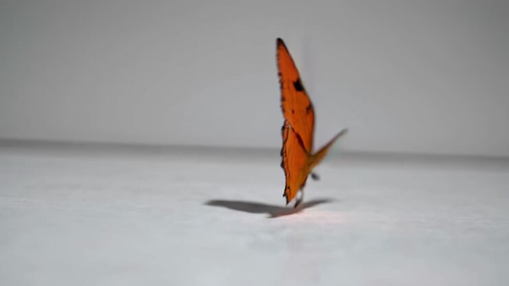 Close-up video of a butterfly in mid-flight, captured from a side angle