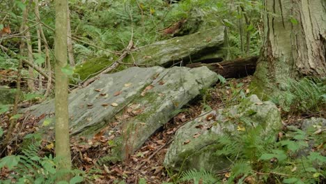 árboles, piedras y laderas en wissahickon creek