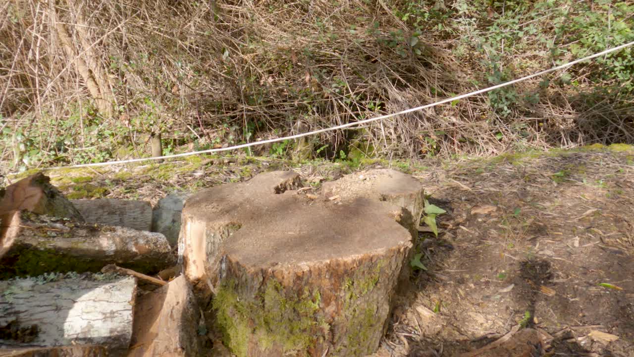 Una pesante mazza gialla colpisce e spacca un grande tronco d'albero con un impatto violento al suolo in un bosco a Corfù, in Grecia