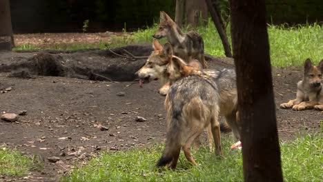 wolf puppies playing on the grass and soil