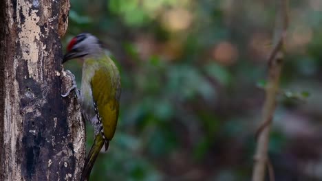 El-Pájaro-Carpintero-De-Cabeza-Gris-También-Se-Llama-Pájaro-Carpintero-De-Cara-Gris-Se-Encuentra-En-Muchos-Parques-Nacionales-En-Tailandia-Y-Es-Muy-Particular-En-La-Elección-De-Su-Hábitat-Para-Que-Prospere