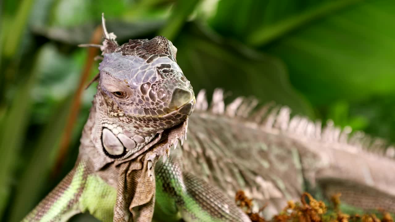 큰 초록색 이구아나 의 초상화