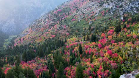 fall colors of leaves on trees in untouched mountain environment in utah, aerial drone flying view