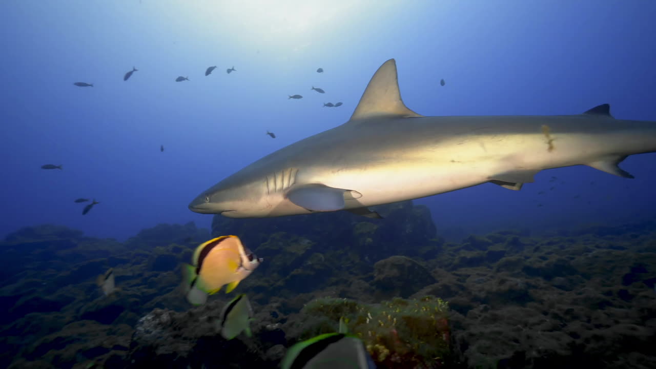 los buceadores observan un tiburón sedoso tranquilo que explora el fondo del arrecife.