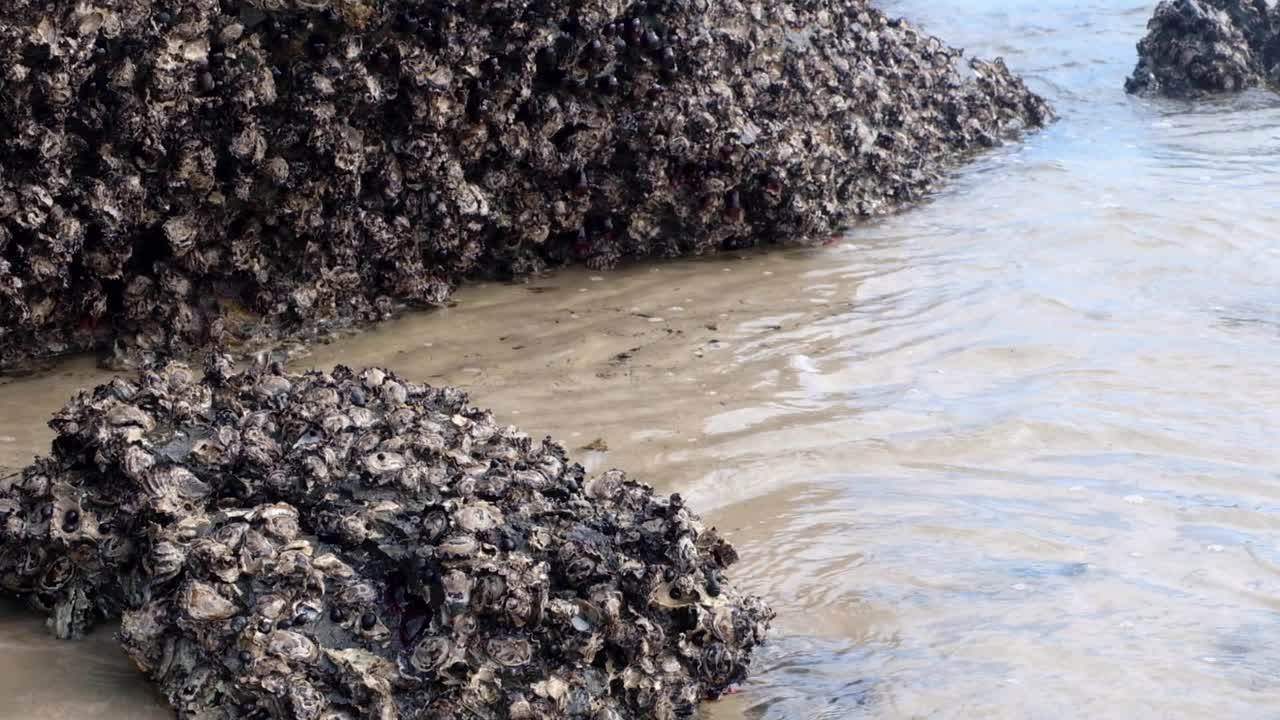 아름다운 자연 그대로의 뉴질랜드 아오테아로아 모래 해변의 얕은 해안선에 있는 해안 바위에 달라붙는 수천 개의 굴