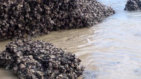 Thousands-of-oysters-clinging-to-coastal-rocks-in-the-shoreline-shallows-of-beautiful-pristine-New-Zealand-Aotearoa-sandy-beach