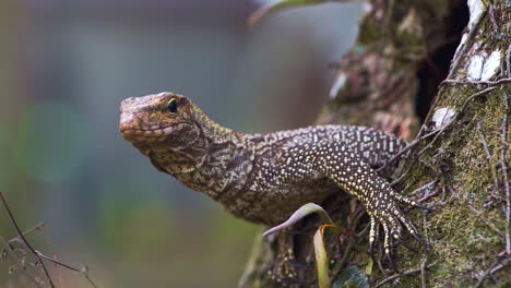 Asian-water-monitor-lizard-cautiously-looking-out-of-tree-hollow-nest