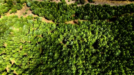 Drohnenansicht---Afrika-Wald---Afrika-Buschfeuer