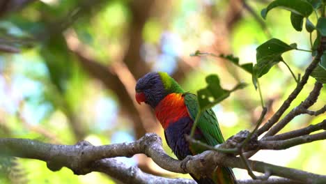 Dos-Hermosos-Loritos-Arcoiris-Salvajes,-Trichoglossus-Moluccanus-Con-Plumaje-Colorido-Vibrante,-Parados-En-La-Rama-Del-árbol-En-Su-Hábitat-Natural,-Uno-Extendió-Su-Ala-Y-Se-Fue-Volando,-Primer-Plano